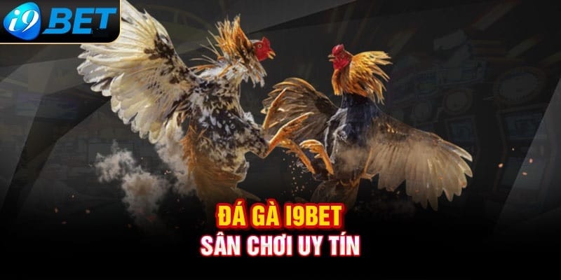 Đá gà i9bet - Sảnh chơi hồi hộp, kịch tính nhất