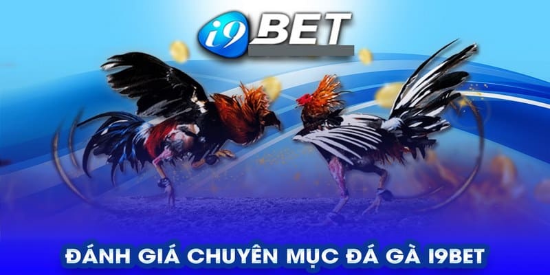 Đánh giá trải nghiệm đá gà i9bet độc nhất vô nhị